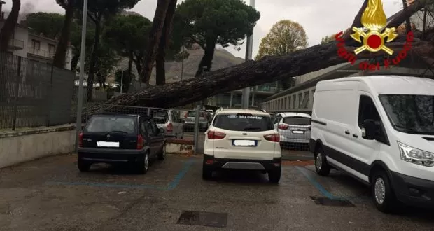 albero schianta pino abbatte mercogliano albero maltempo
