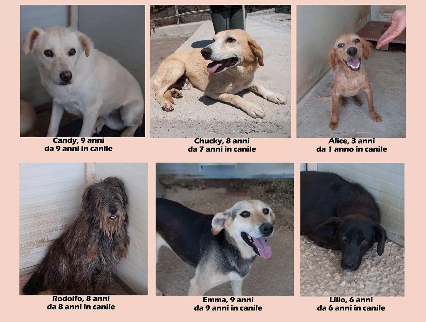 castellammare-di-stabia-cani