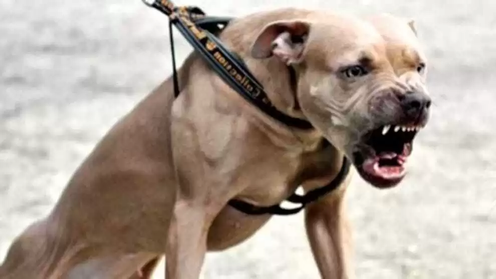 Napoli, pitbull, aggressioni