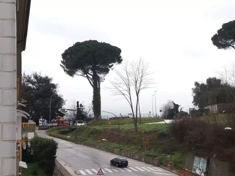 alberi secolari ossigeno