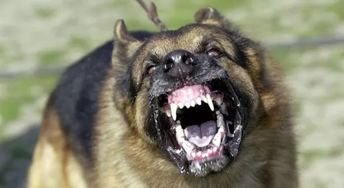 aggredito da un branco di cani