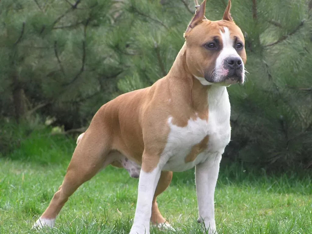 agropoli-cane-ferito-colpiarma-fuoco-scarpata
