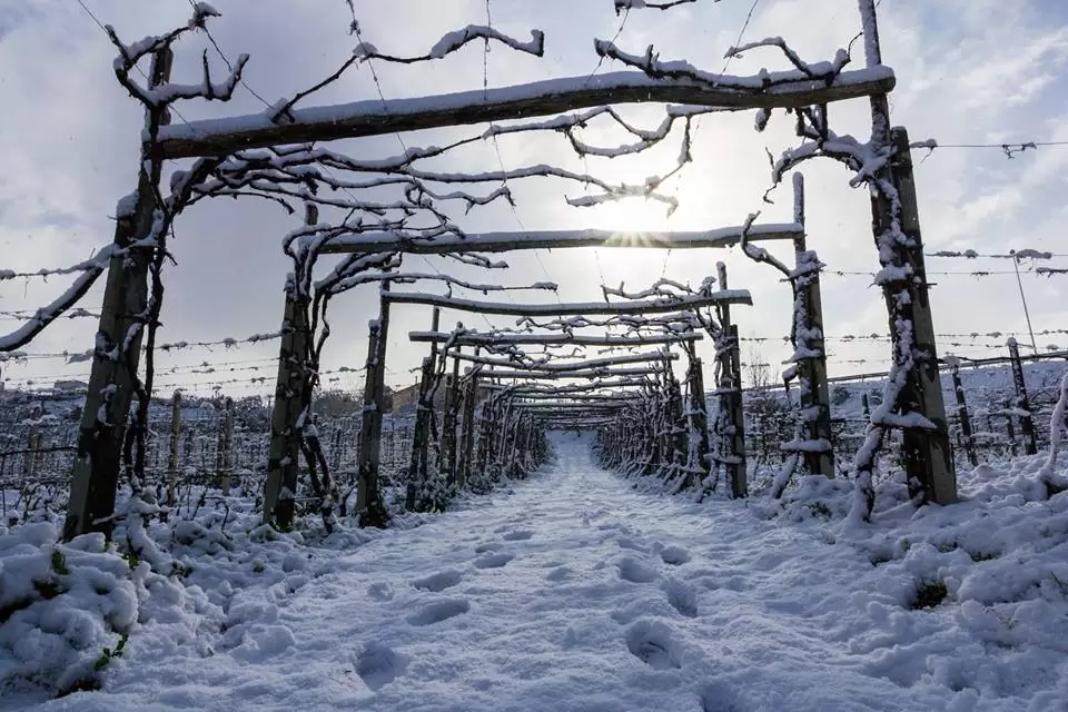 neve
