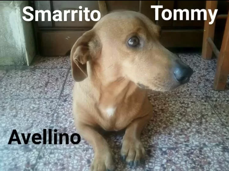 Tommy