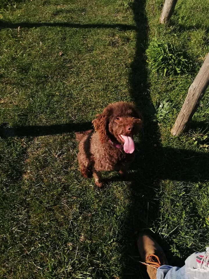 Ettore