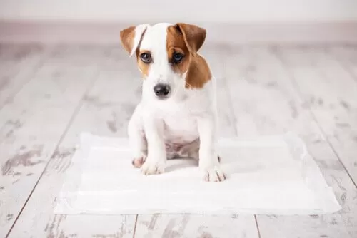 bisogni cani