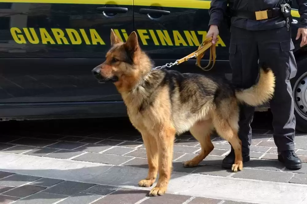cani antidroga