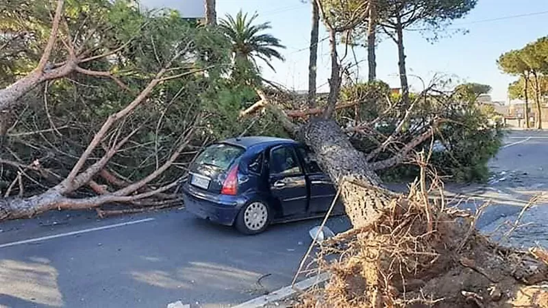 auto-albero