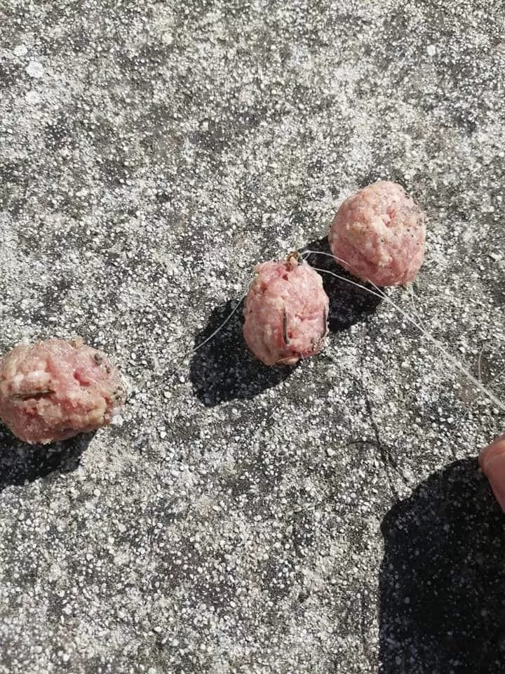 polpette