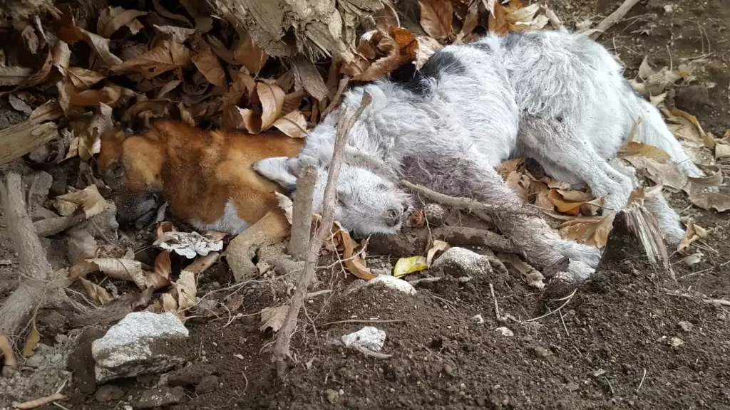 Strage di cani in Irpinia