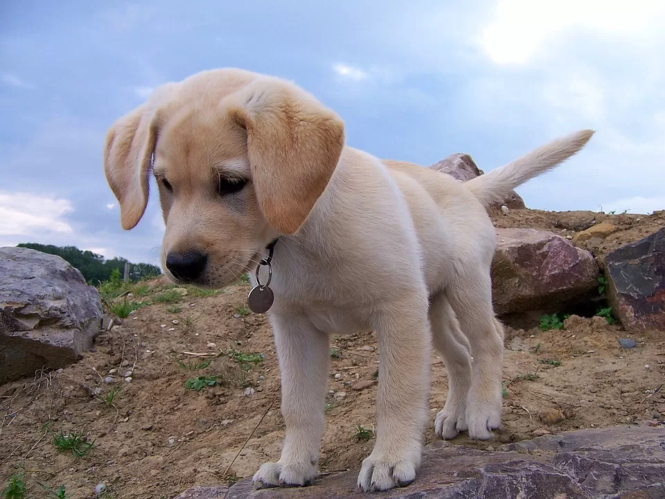 cucciolo di labrador