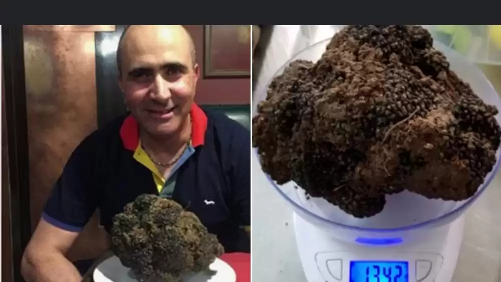 Avellino-tartufo-record