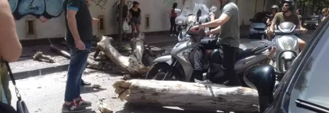 albero-vomero-napoli