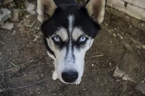 simil-husky