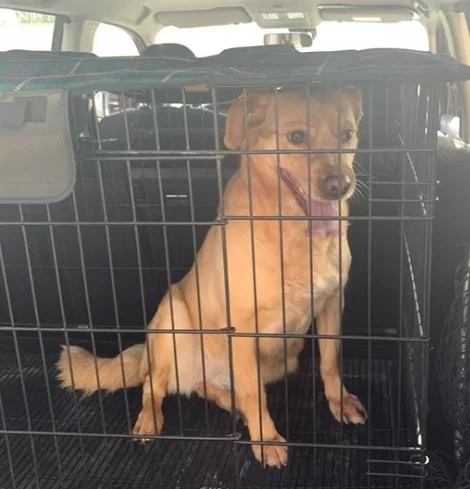 cane-caserta