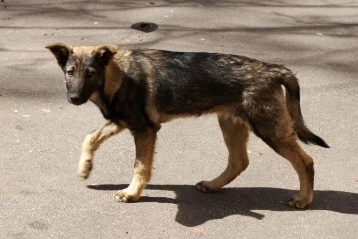 cane-melito-pocho