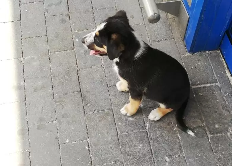 Adozioni-cani-Napoli-Molly