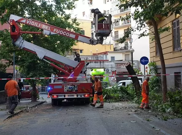 vomero-albero