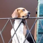 napoli-cani-lasciati-soli-balcone-controlli