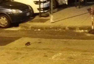 ancora-topi-salerno-via-de-caro-via-calenda