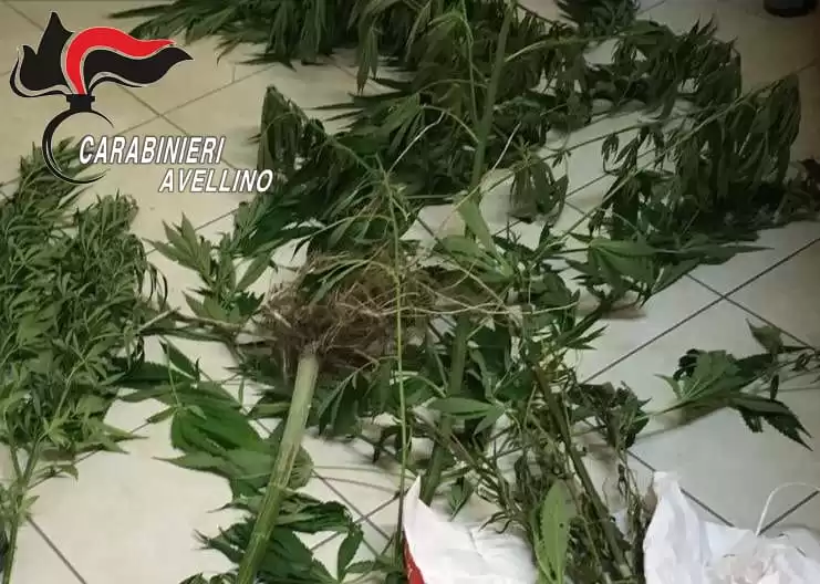marijuana-casa-arresto-mirabella-eclano