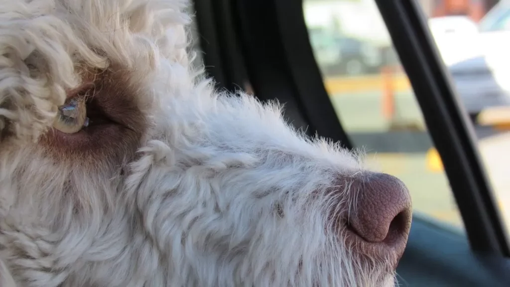 caserta-cane-chiuso-auto