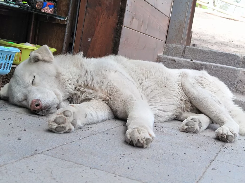 cani-abbandonati-fuorigrotta