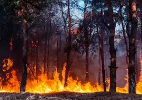 ischia-incendio-monte-epomeo