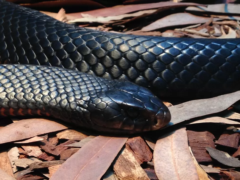 bagnoli-irpino-serpente-cantina-casa