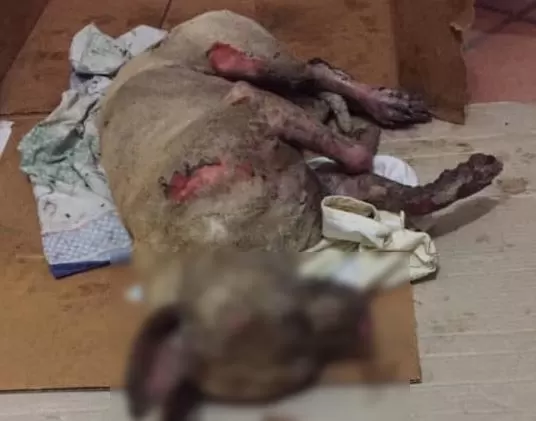 Acido-cane-mondragone-morto