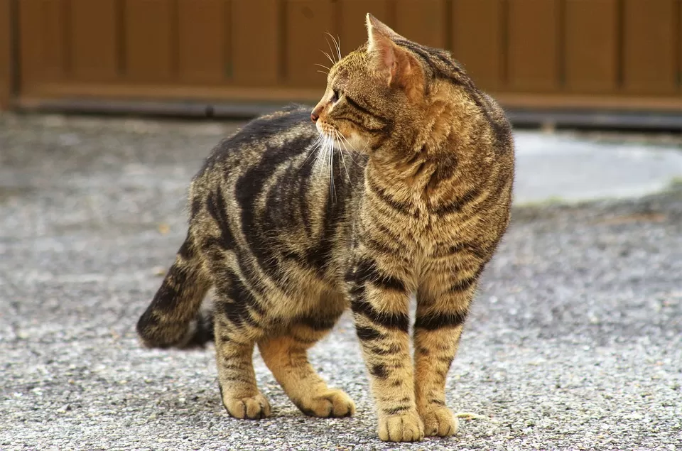 caserta-gatto-decapitato