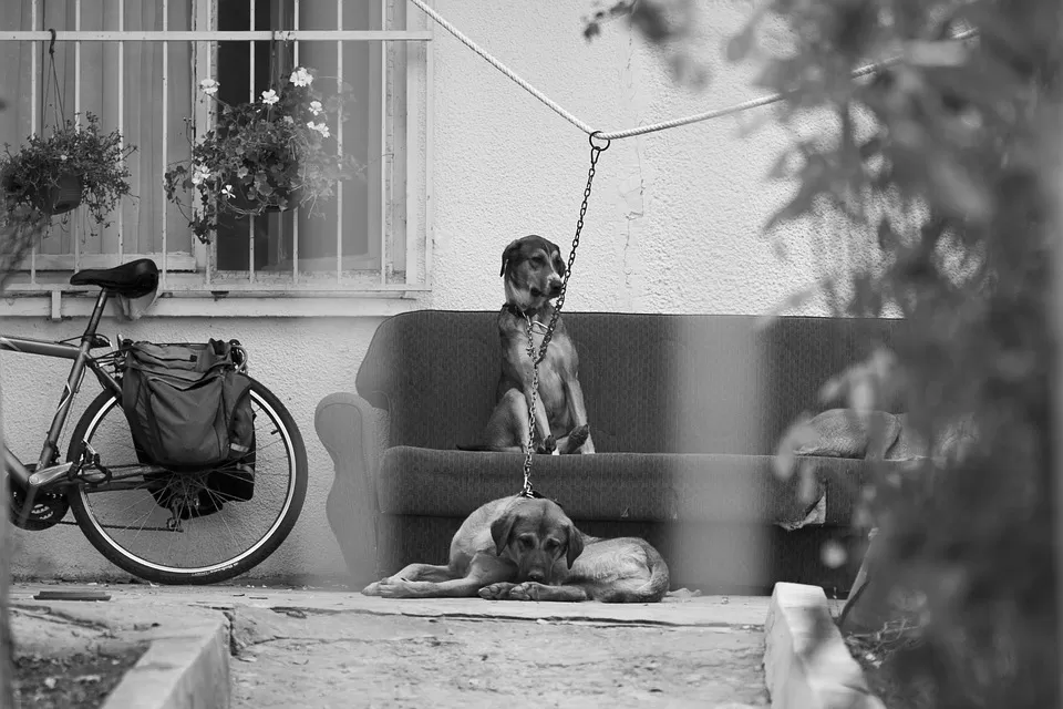 castelfranci-maltrattamento-animali