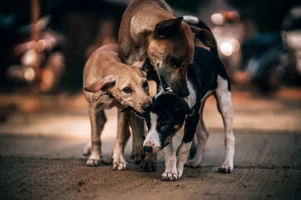 uomo-aggredito-cani-caserta