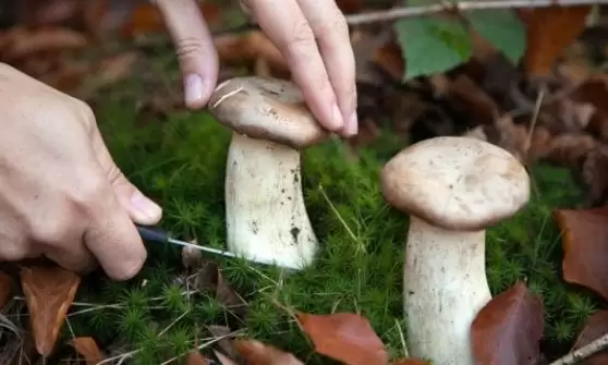 persone-scomparse-provincia-caserta-funghi