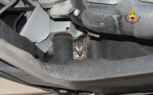 avellino-gattino-incastrato-motore-auto
