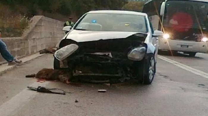 incidente-telesina-cinghiale
