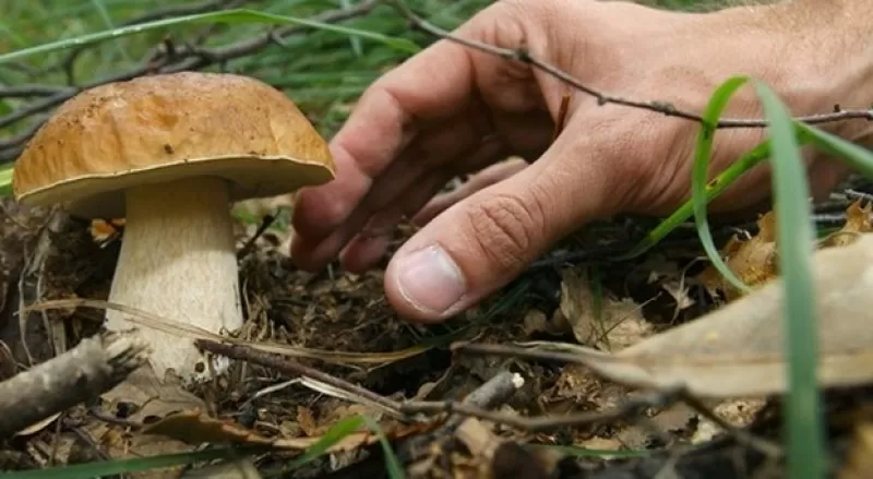 raccolta-funghi-non-autorizzata-avellino-controlli