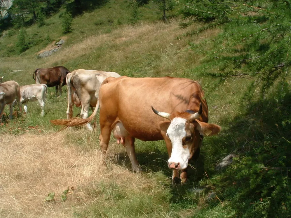 pascolo-abusivo-avellino-caposele-denuncia-1-dicembre