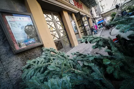 albero-forcella