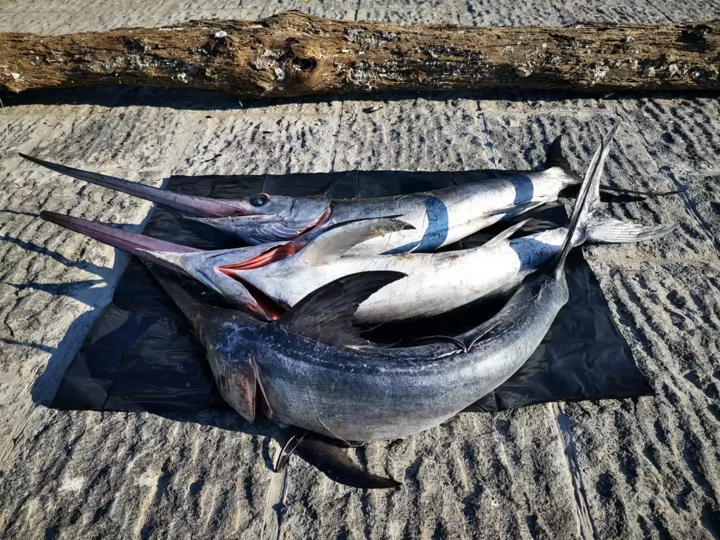 sequestro-pesce-spada-napoli-16-gennaio