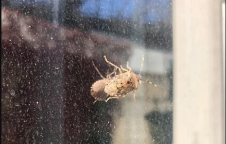 manocalzati-irpinia-cimice-asiatica