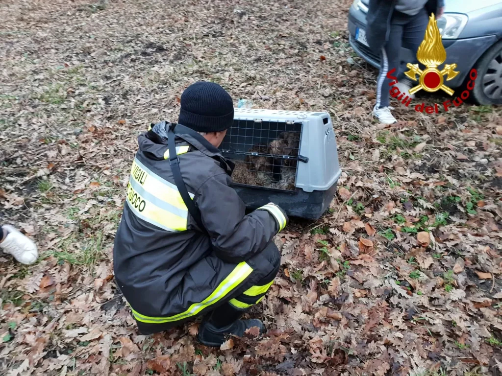 cani-abbandonati-caposele-salvati-27-gennaio