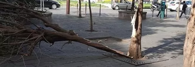 maltempo-napoli-alberi-abbattuti