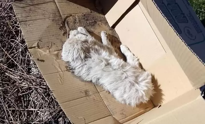 strage-cani-gatti-vairano-animali-uccisi-rifiuti