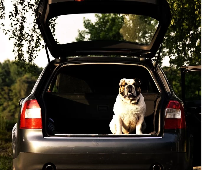 benevento-cane-abbandonato-auto
