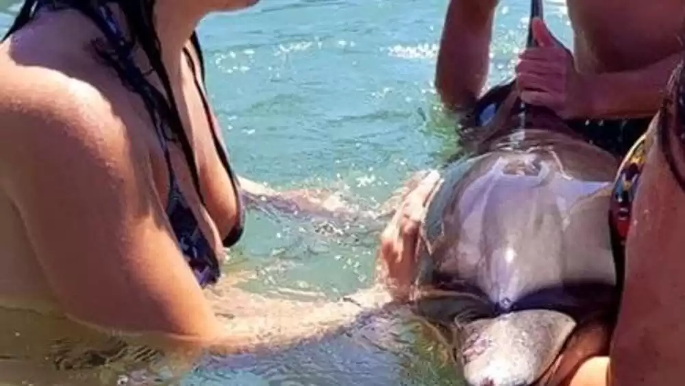 ischia-trovato-bagnanti-delfino-morto