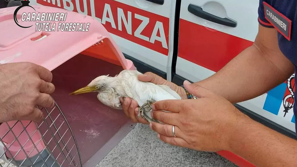 serino-ritrovato-airone-bianco-maggiore