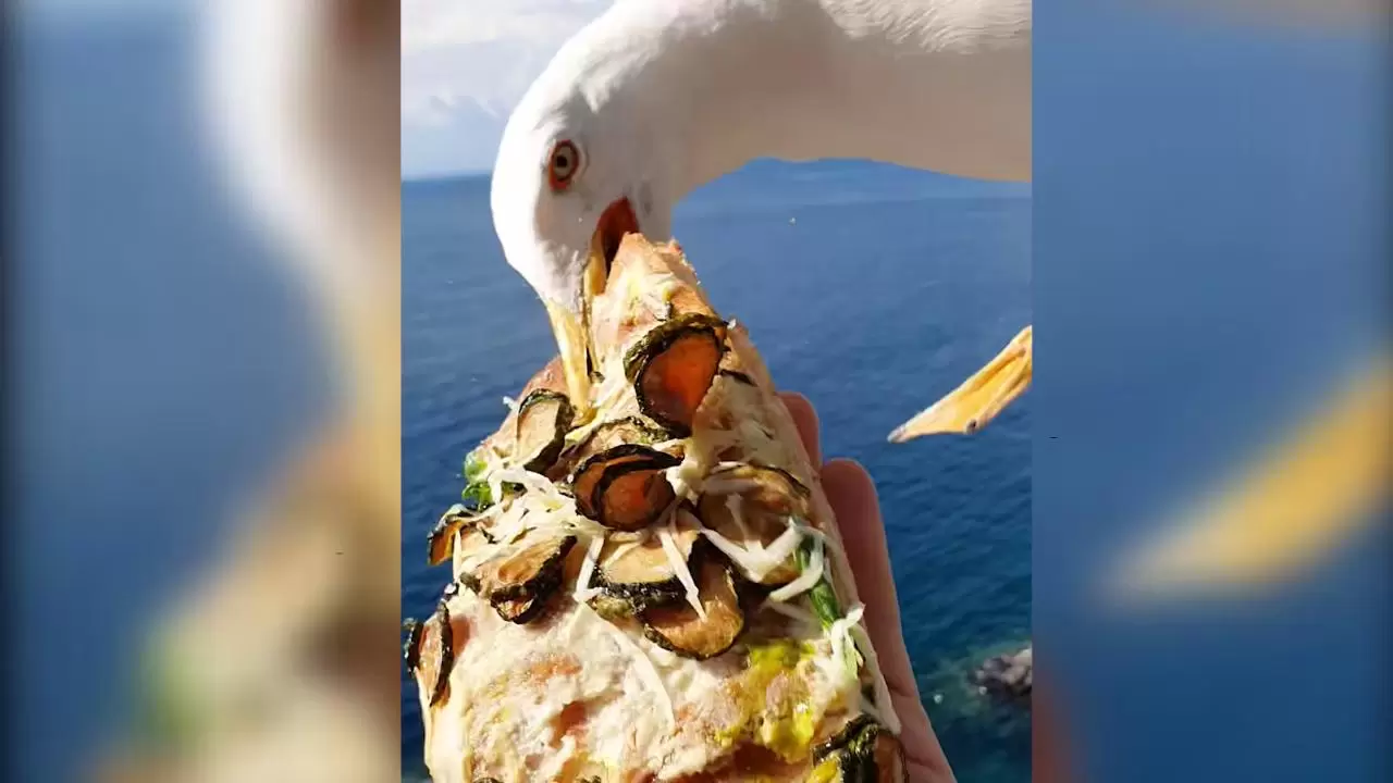 gabbiano-ruba-mangia-pizza-sorrento-video