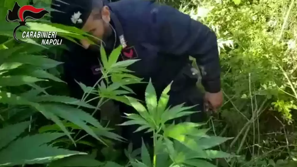 scoperte-sette-piantagioni-marijuana