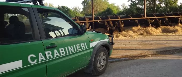 castel-volturno-aziende-bufaline-operazione-ripartenza